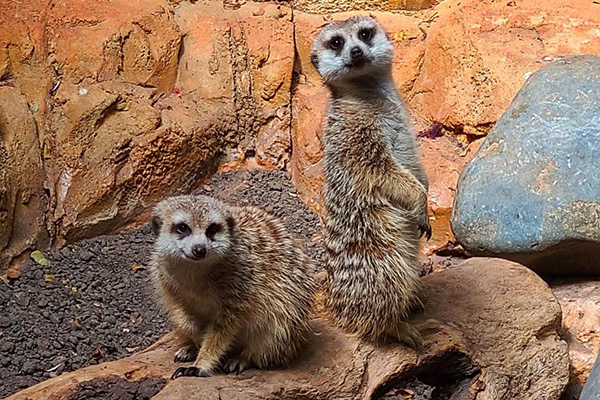 Meerkat - Lincoln Park Zoo