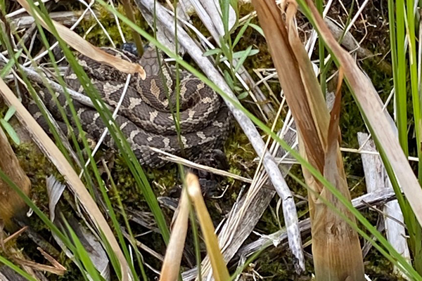 Surveying Eastern Massasauga Rattlesnakes for Species Conservation