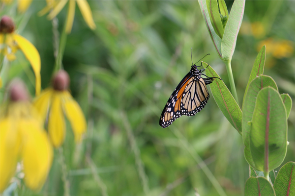 Planting Native Species to Support Monarch Butterflies