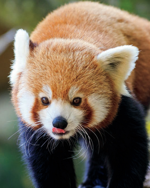 Please call me a red panda