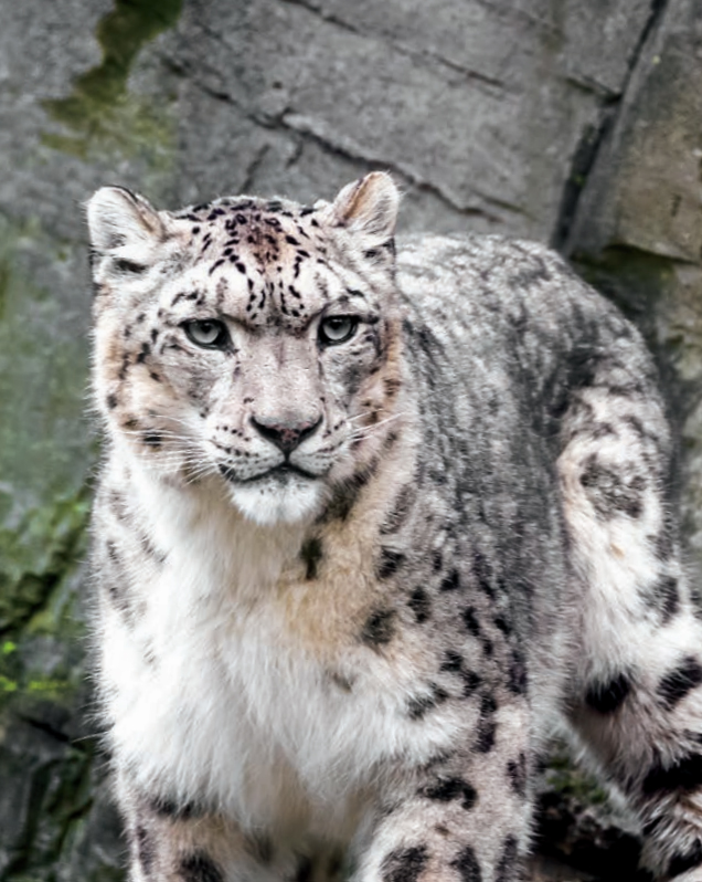 Snow Leopard - Lincoln Park Zoo