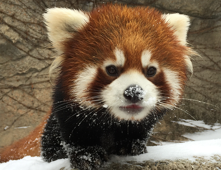 Red Panda Lincoln Park Zoo
