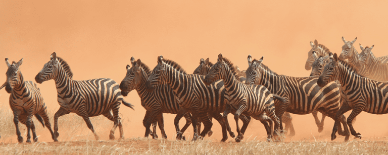 Herd of zebras