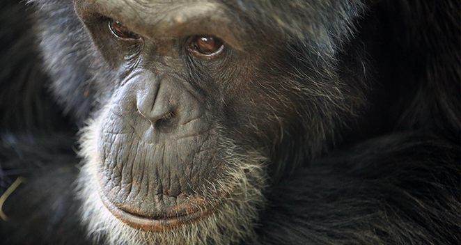 Take Action With Us: Let Primates Be Primates