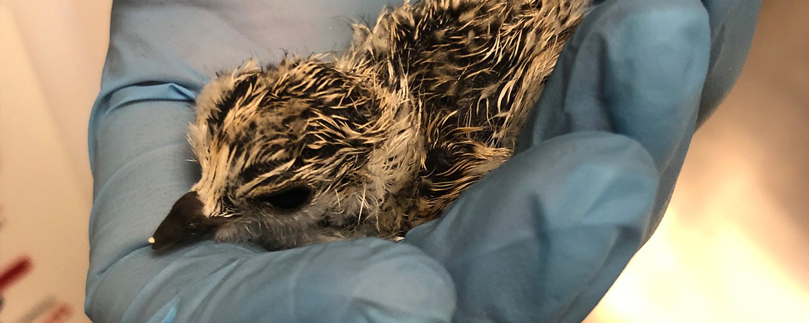 Piping Plover Chick Hatches at Lincoln Park Zoo, Reintroduced to Monty and Rose at Montrose Beach