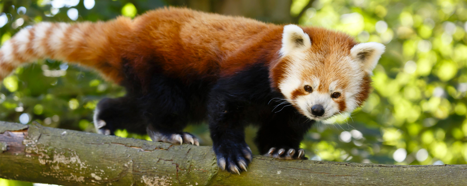 Red Panda - Lincoln Park Zoo