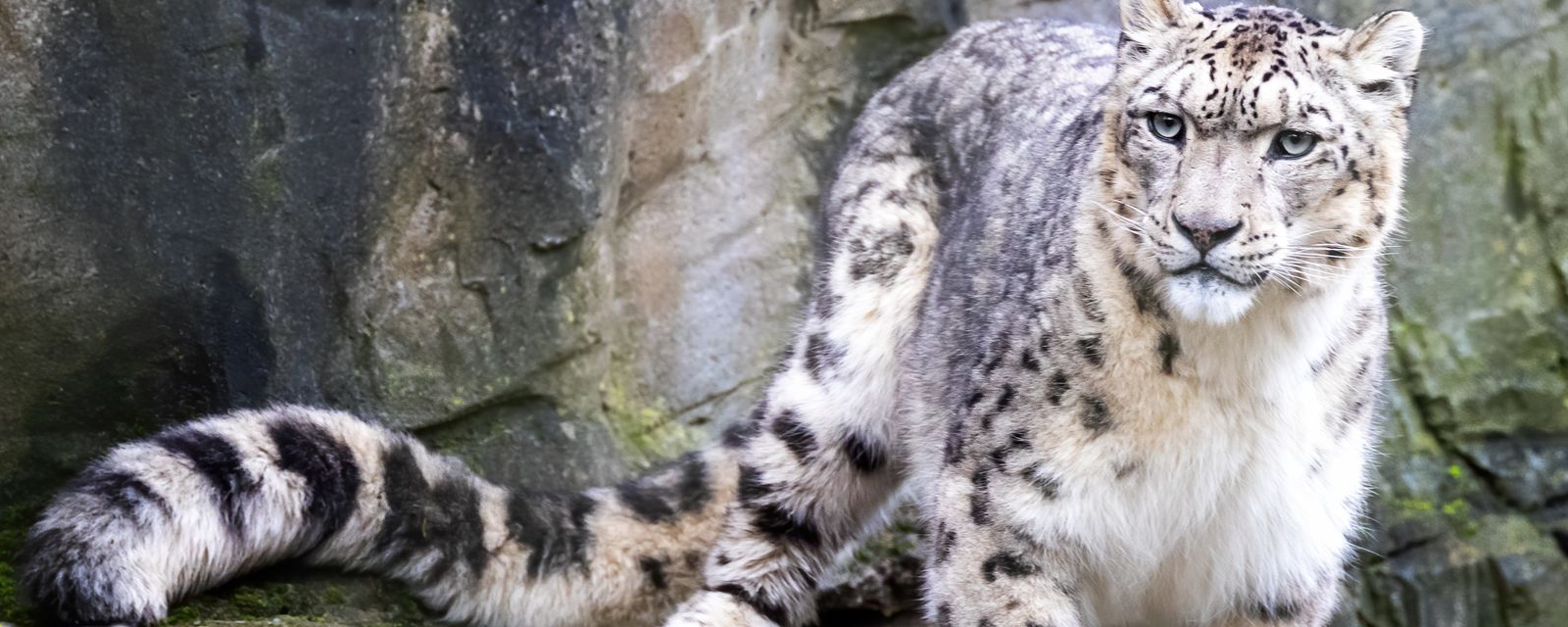 Snow Leopard - Lincoln Park Zoo