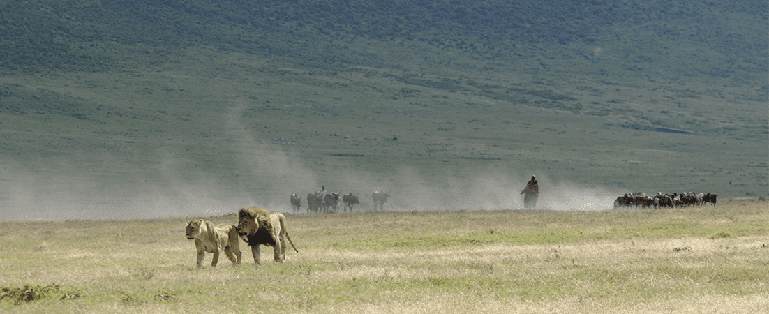 Maasai herding sheep with lions in the foreground