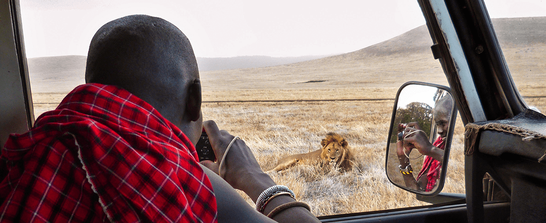 Person photographing lions