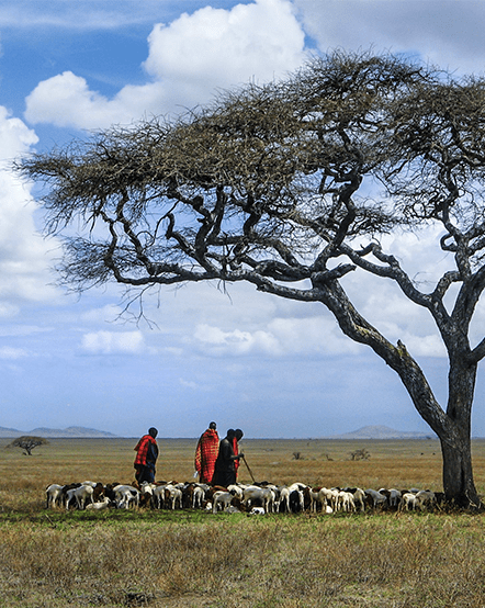 Maasai pastoralists herding sheep