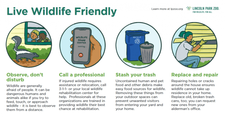 Live Wildlife Friendly infographic. Observe, don't disturb. Call a professional. Stash your trash. Replace and repair