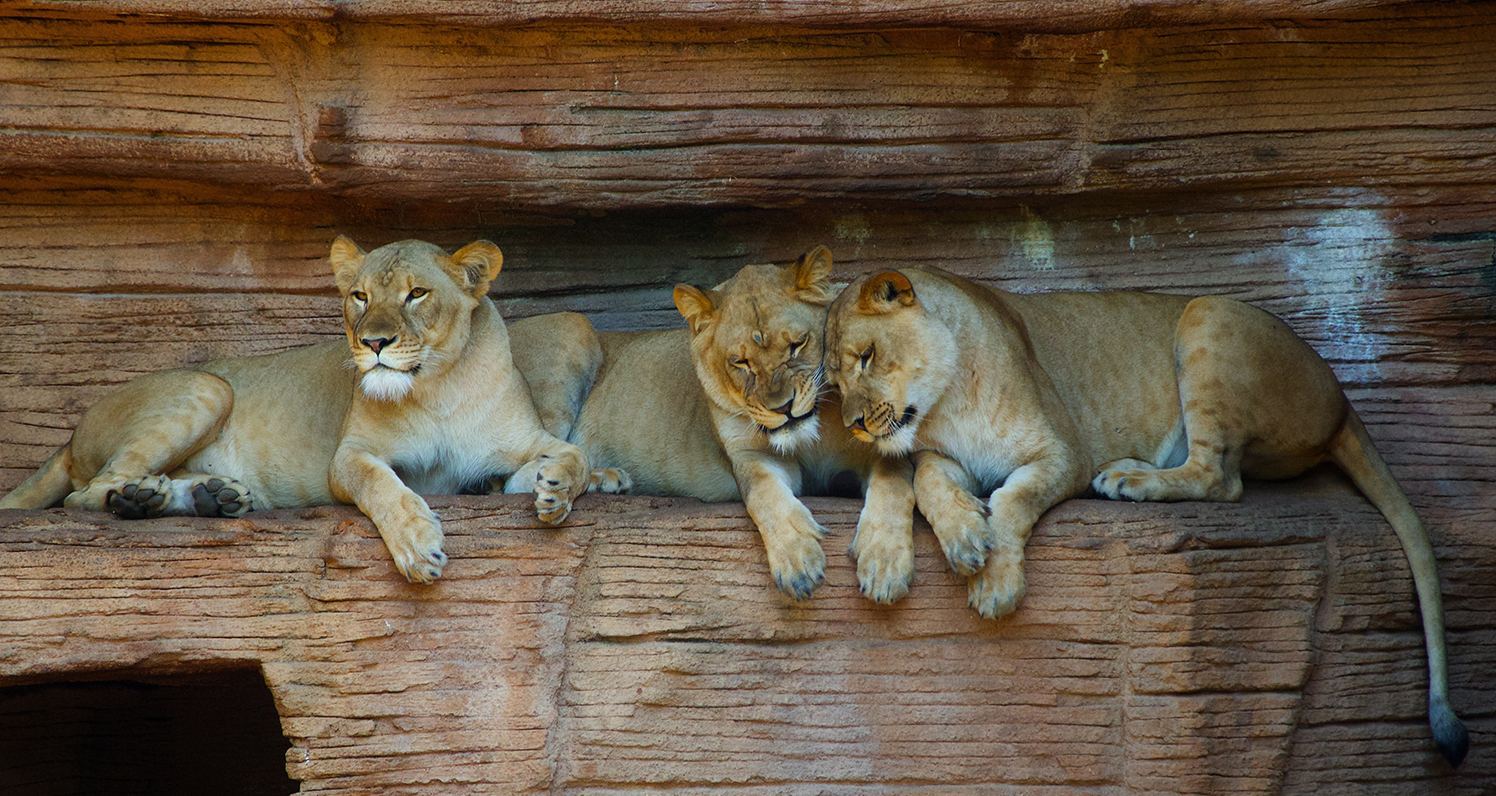 African Lion females. Photo: Riverbanks Zoo & Garden.