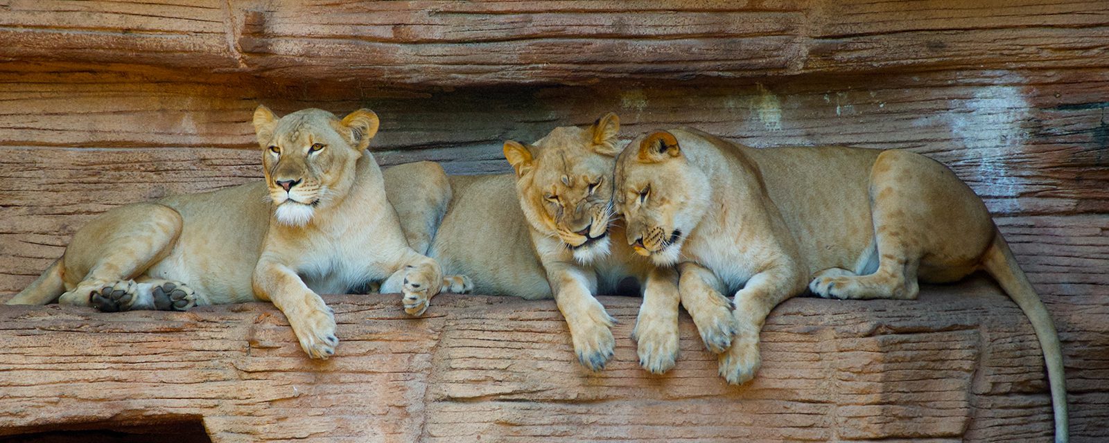 Lincoln Park Zoo’s Pepper Family Wildlife Center  to Open October 14