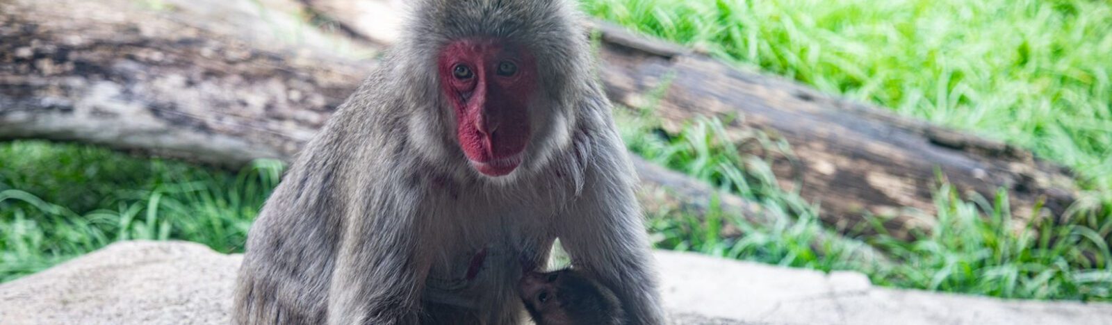 Snow Monkey Uses Touch Screen Computer to Choose Name for Offspring at Lincoln Park Zoo