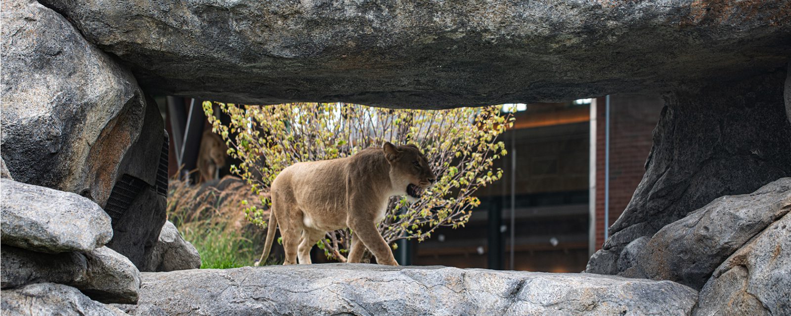 Pepper Family Wildlife Center Now Open at Lincoln Park Zoo