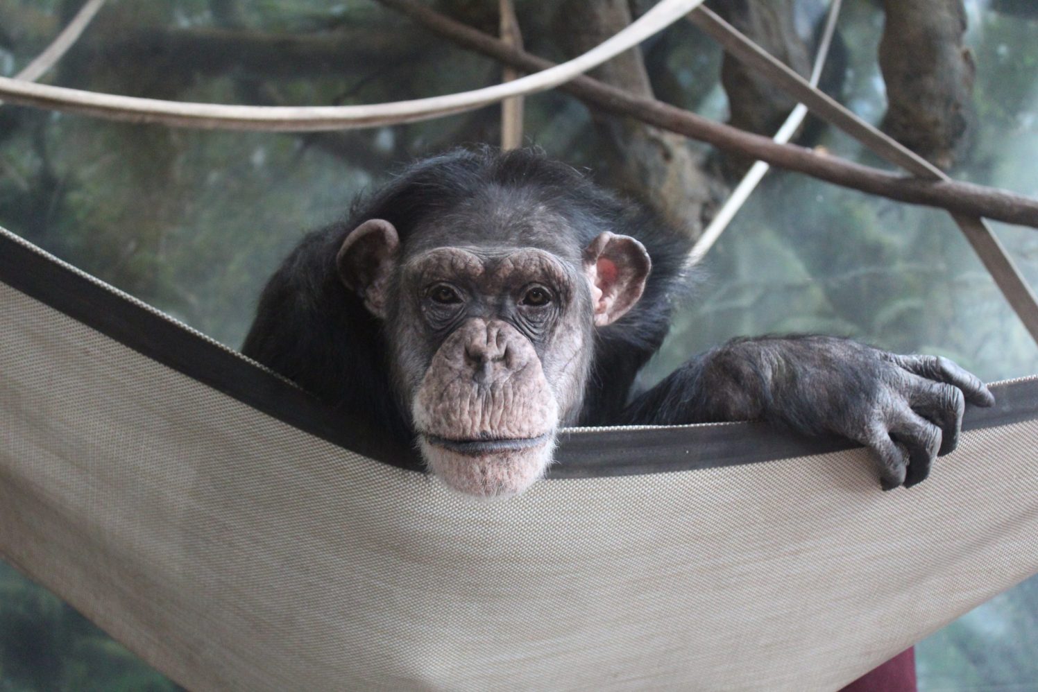 Lincoln Park Zoo Responds to CVS’ Promise to Stop Selling Problematic Greeting Cards Featuring Chimpanzees