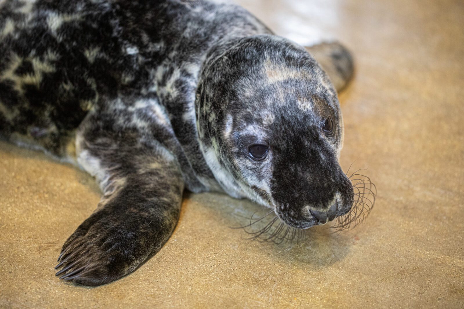 Grey Seal Pup Born at Lincoln Park Zoo