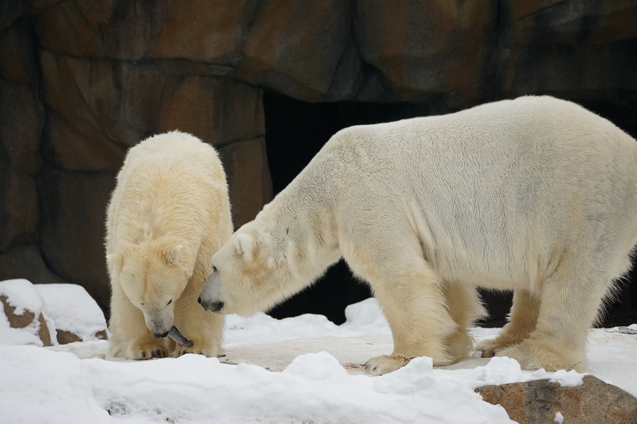 Cool' Care: How the Zoo Provides for Animals in Winter - Lincoln Park Zoo