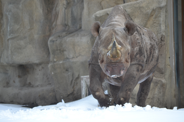 ‘Cool’ Care: How the Zoo Provides for Animals in Winter
