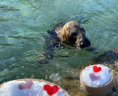 Love is in the Air, and at Lincoln Park Zoo - Lincoln Park Zoo Love is in the Air, and at Lincoln Park Zoo - Lincoln Park Zoo