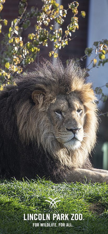 LincolnParkZoo-Jabari-414x896 - Lincoln Park Zoo LincolnParkZoo-Jabari-414x896 - Lincoln Park Zoo