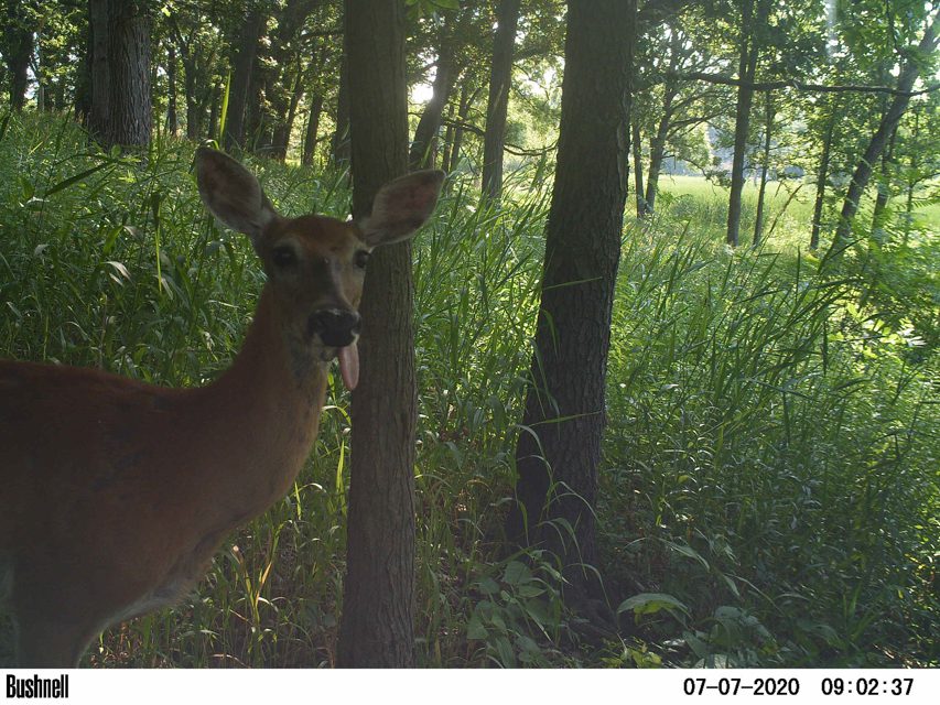 World’s Largest Urban Wildlife Network Expands to Europe and Africa