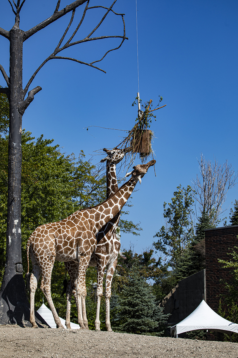Enterprises in Enrichment - Lincoln Park Zoo Enterprises in Enrichment - Lincoln Park Zoo