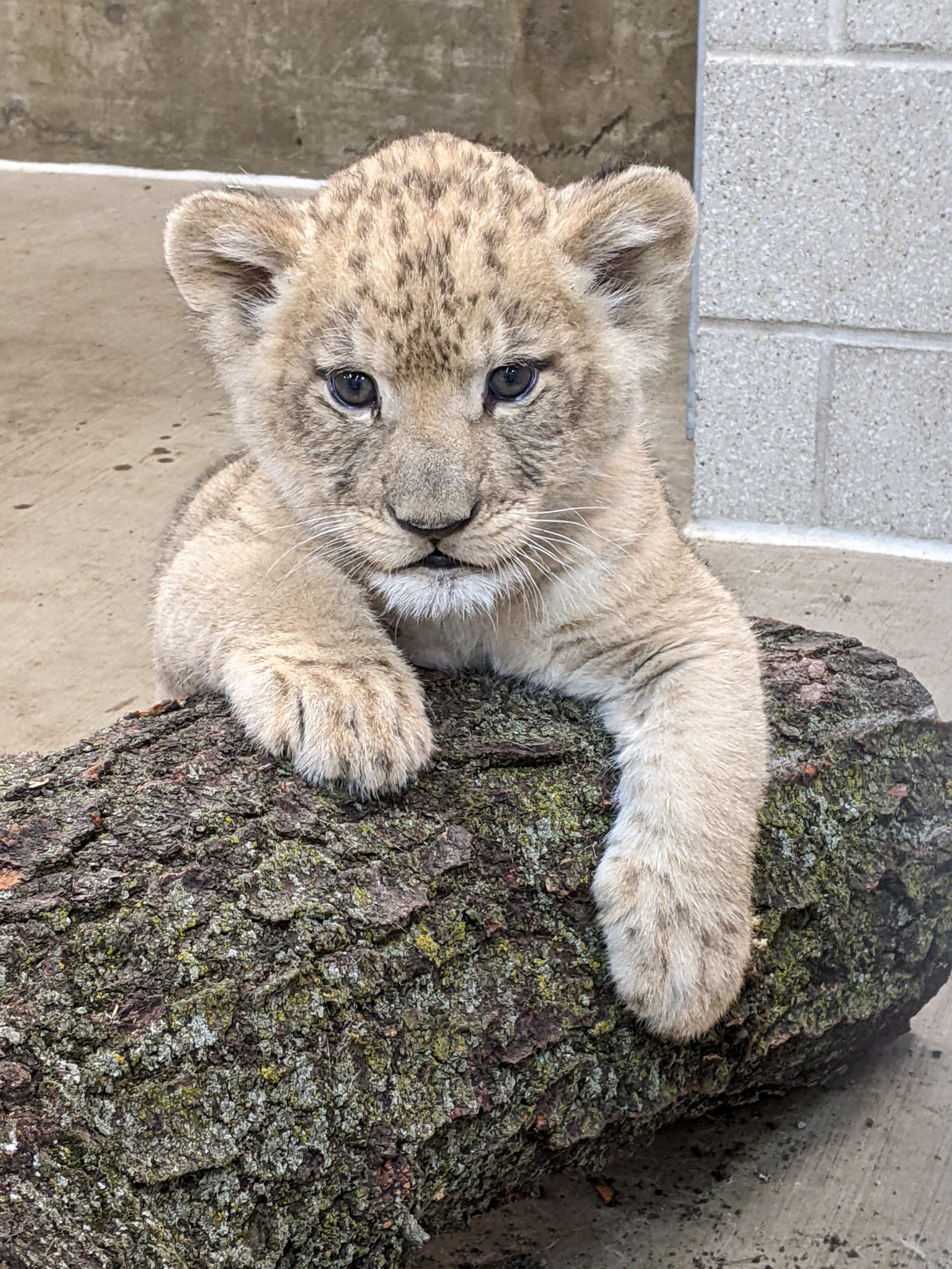 African Lion Cub Receives Name - Lincoln Park Zoo African Lion Cub Receives Name - Lincoln Park Zoo