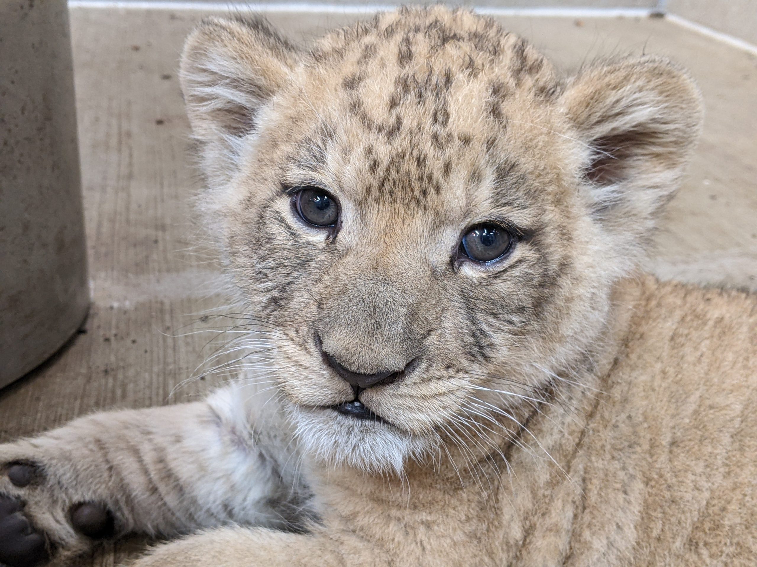 African Lion Cub Receives Name - Lincoln Park Zoo