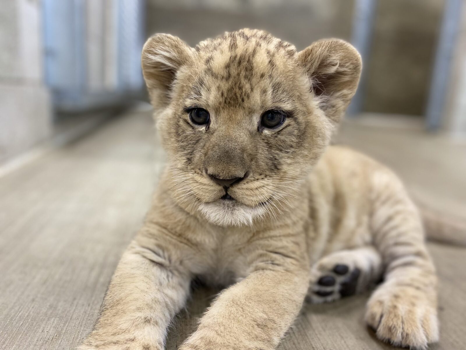 Lincoln Park Zoo African Lion Cub Receives Name