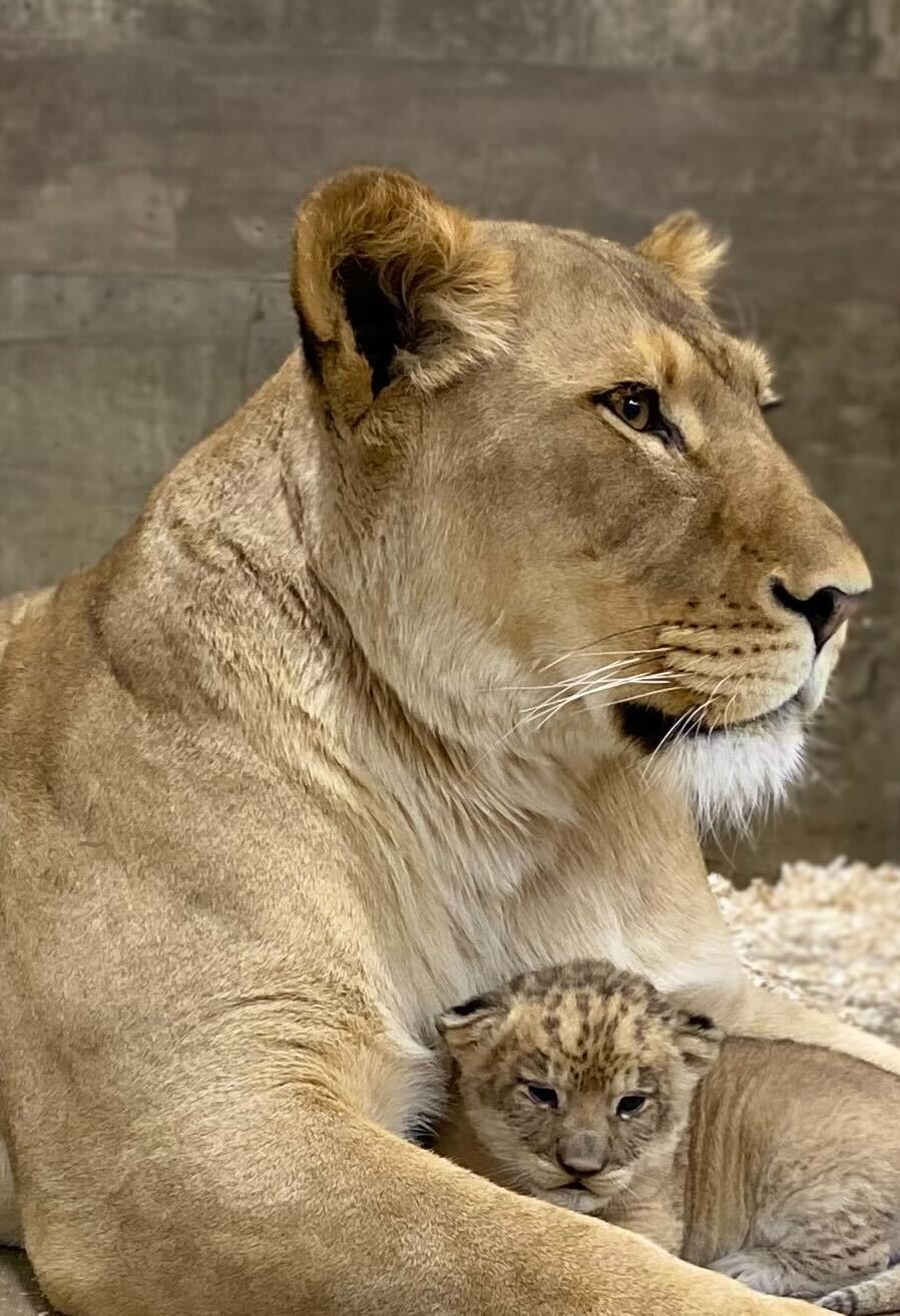 African Lion Cub Receives Name - Lincoln Park Zoo African Lion Cub Receives Name - Lincoln Park Zoo