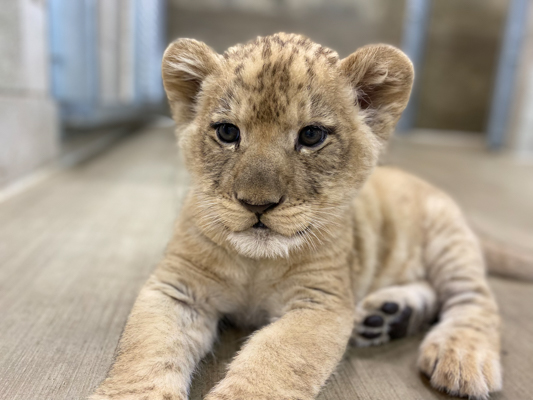 African Lion Cub Receives Name - Lincoln Park Zoo