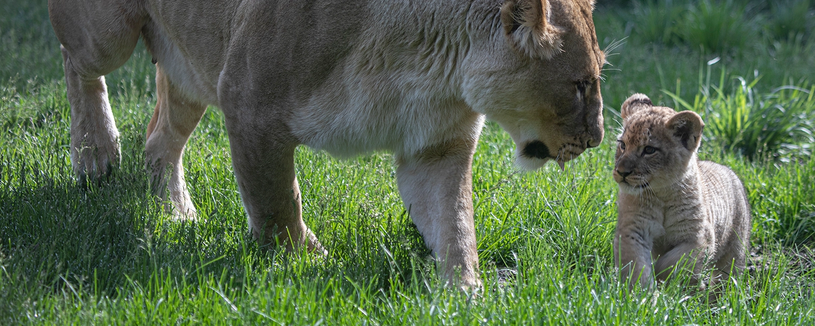 African Lion Cub Makes Debut at Lincoln Park Zoo