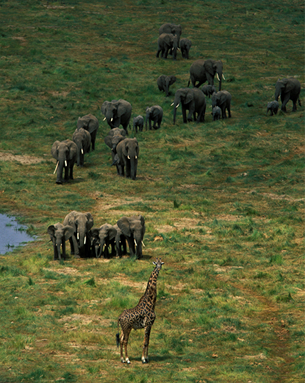 Tanzania Conservation Research Program - Lincoln Park Zoo Tanzania Conservation Research Program - Lincoln Park Zoo