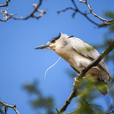 Black-Crowned Night Heron Field Log: 2022 Season