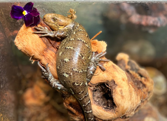 Prehensile-tailed Skink
