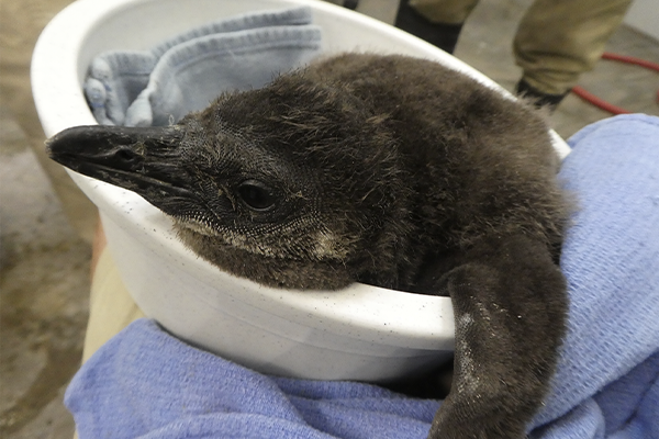 African Penguin Chick