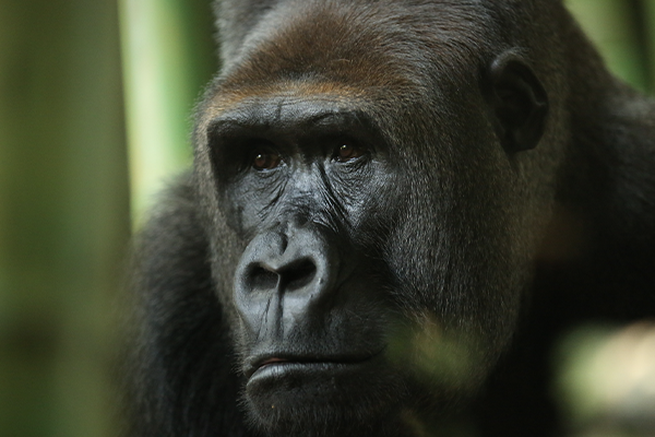 Glorious Gorillas - Lincoln Park Zoo