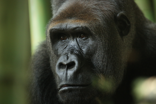 Glorious Gorillas - Lincoln Park Zoo Glorious Gorillas - Lincoln Park Zoo