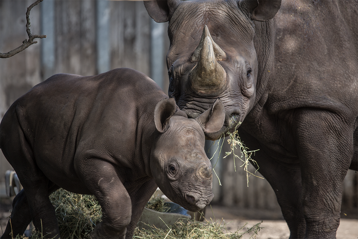 Five Ways to Help Rhinos With Lincoln Park Zoo