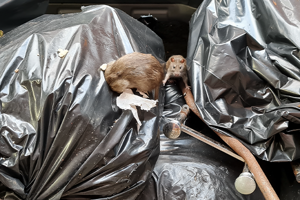 Rat in garbage. Photo courtesy of Cecilia Sanchez.