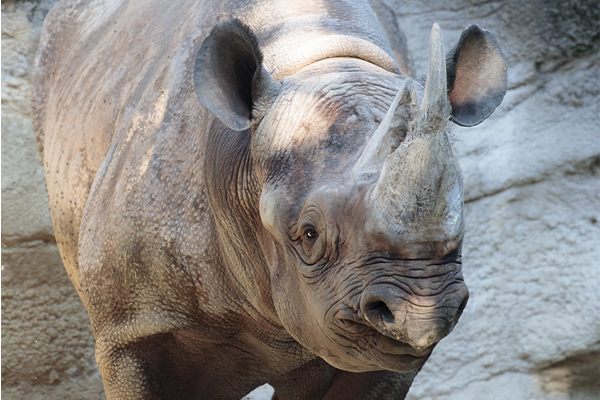 New Arrival: Utenzi, Eastern Black Rhinoceros