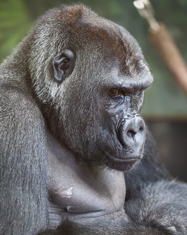 Western lowland gorilla in exhibit