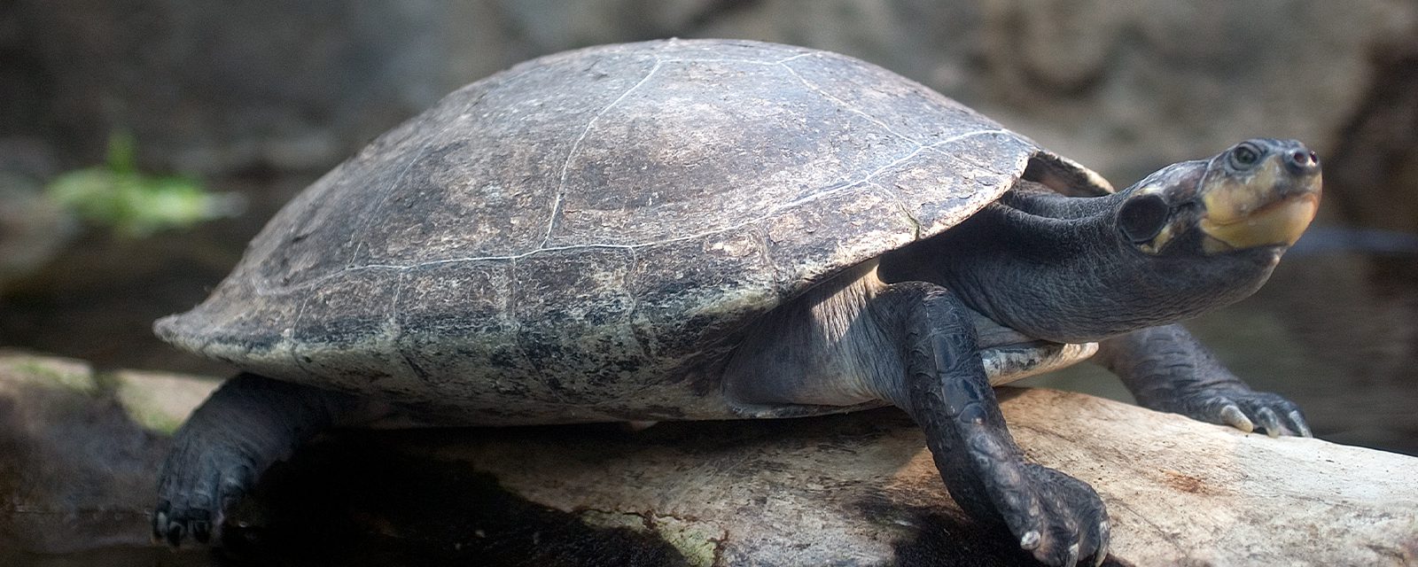 Yellow-spotted Amazon river turtle in exhibit