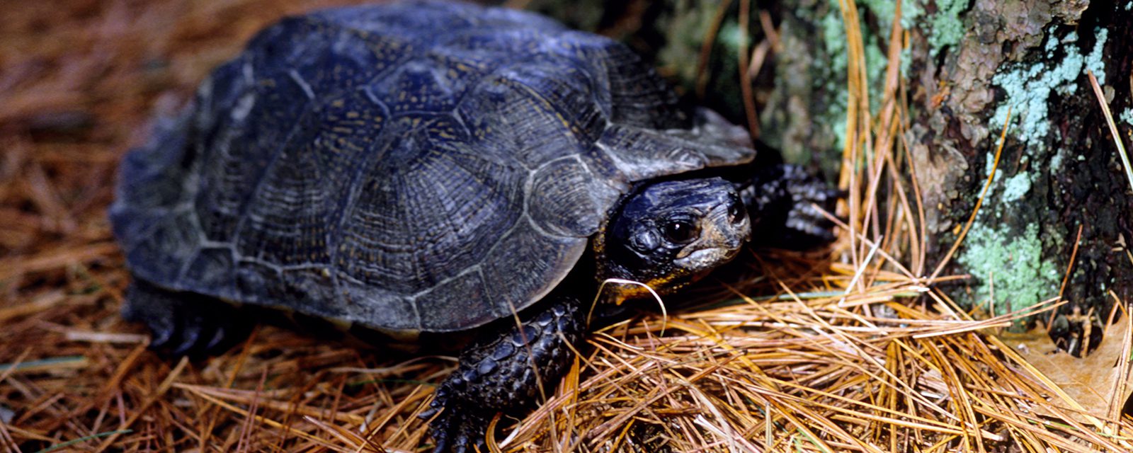 Wood turtle in exhibit