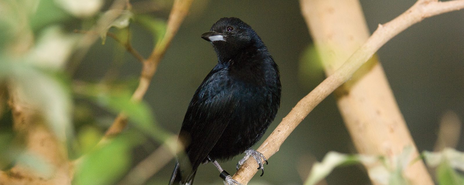 White-lined tanager in exhibit