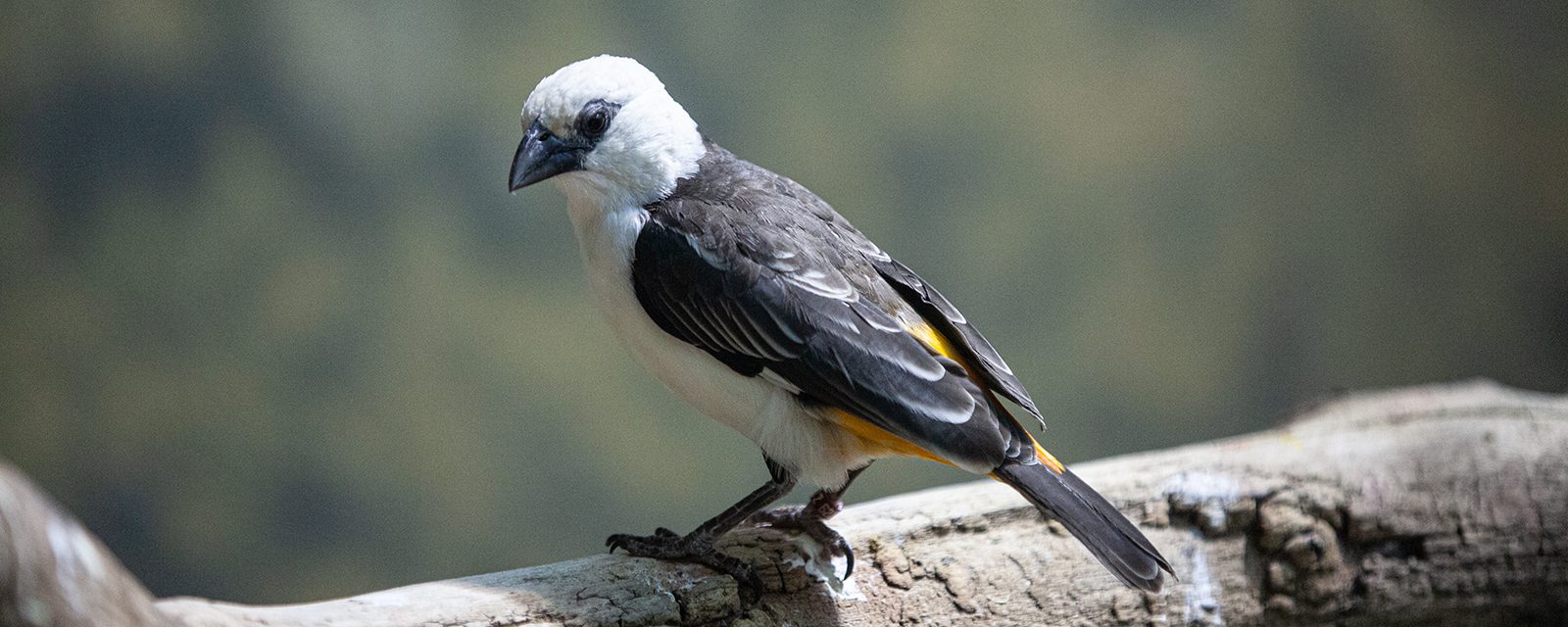 White-headed buffalo weaver in exhibit