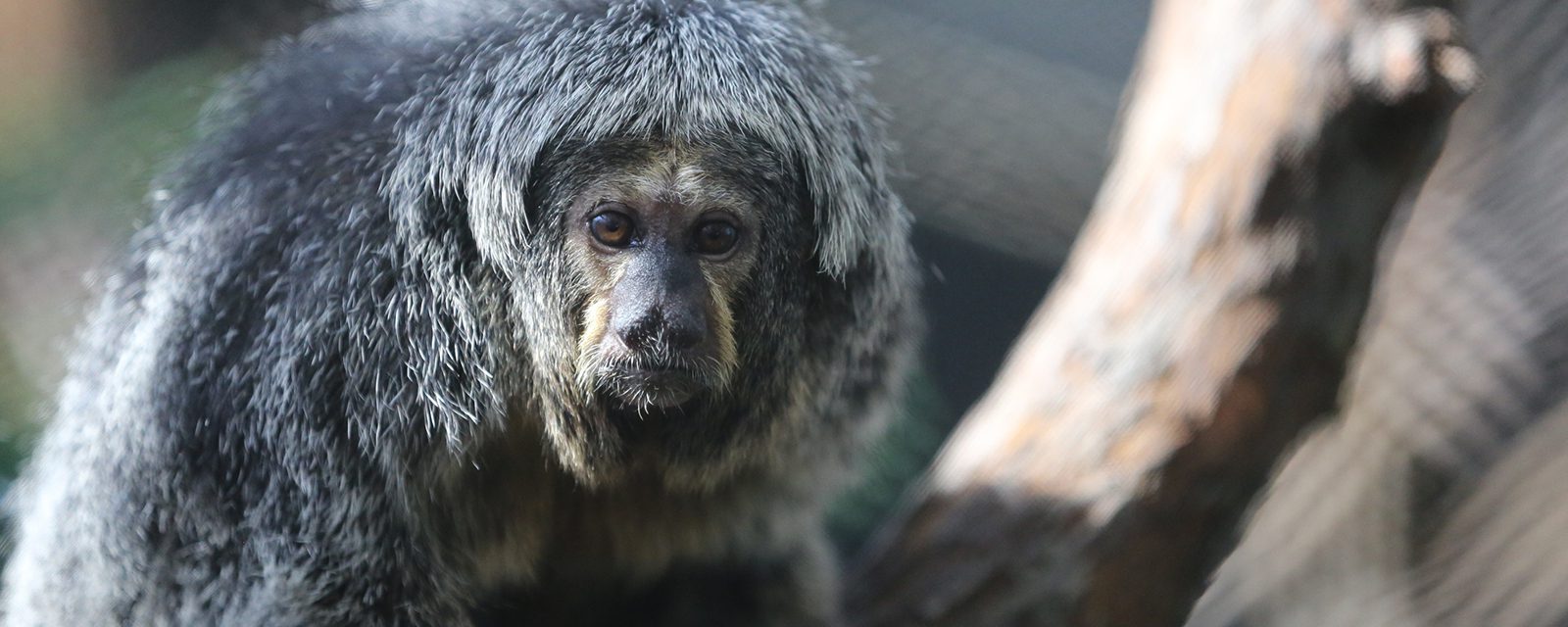 White-faced saki in exhibit