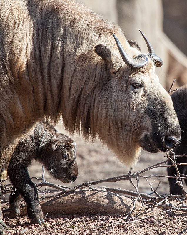 Sichuan takin in exhibit