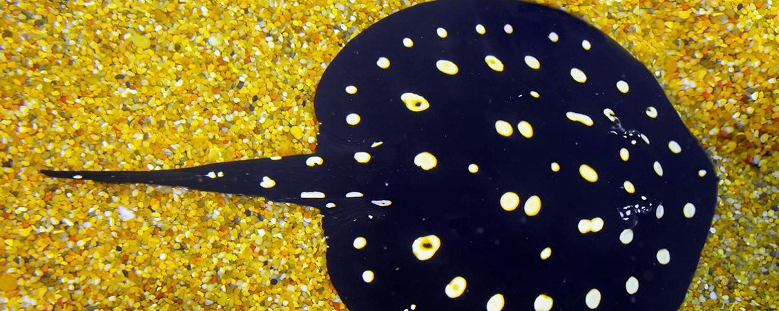 White-blotched river stringray in exhibit